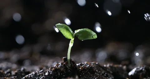 Macro of splashing water drops falling on young sprout of plant on field ground Stock-Footage 268814337