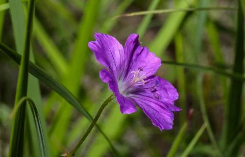 Macro of a spontaneous purple geranium Foto stock