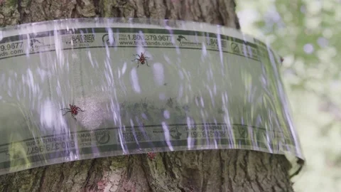 Macro - Spotted Lantern-flies caught in trap Stock Footage 141040252