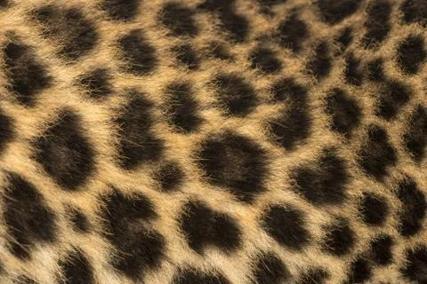 Macro of a Spotted Leopard cub's fur - Panthera pardus, 7 weeks old Stock Photos