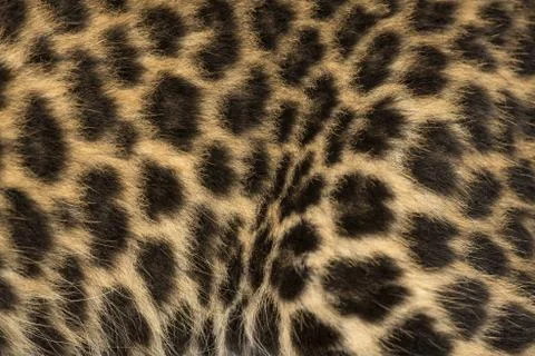 Macro of a Spotted Leopard cub's fur - Panthera pardus, 7 weeks old Stock Photos