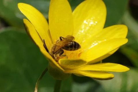 Macro of spring bee Andrena ventralis on yellow flower Stock Photos