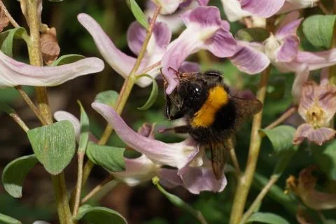 Macro of spring black and yellow Bumblebee Bombus lucorum Fotos Stock
