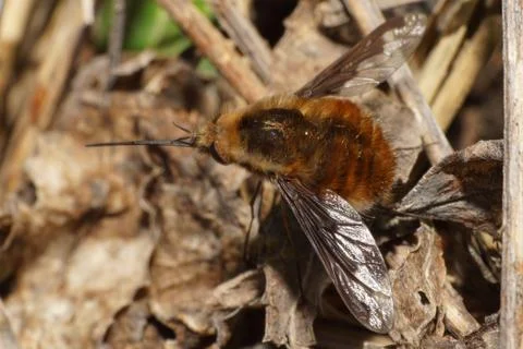 Macro spring brown fly Bombylius major on leaf Fotos Stock