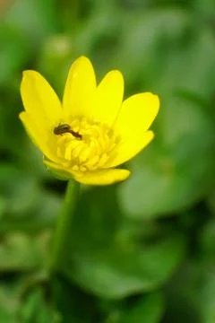 Macro of spring bug of pollen beetle in flower yellow buttercup Stock Photos