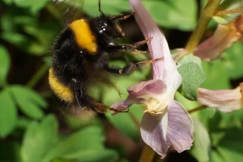 Macro of spring bumblebee Bombus lucorum 库存照片