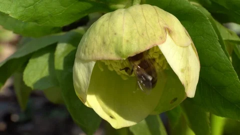 Macro of spring Caucasian bee Apis mellifera pollinating primrose Helleborus Stock Footage 126316848