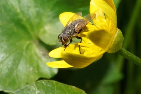 Macro of a spring Caucasian fly Fotos Stock