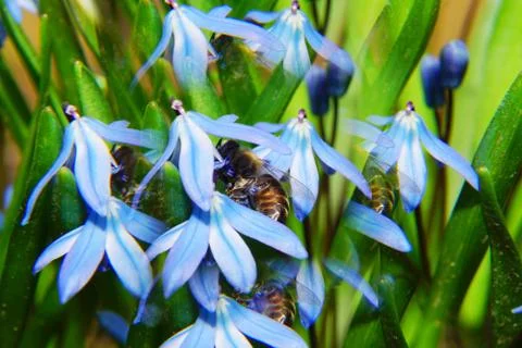 Macro of spring fluffy bee in blue flower cowslip Scilla Stock Photos