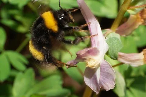 Macro of spring fluffy Bumblebee Bombus lucorum 写真素材