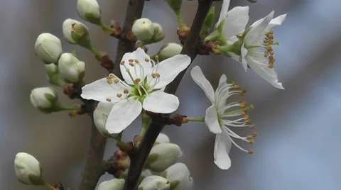 Macro of Spring Hedge Thorn White Blossom Flowers in Bud Stock-Footage 50337205