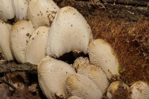 Macro of spring light brown mushrooms Coprinus radians Stock Photos