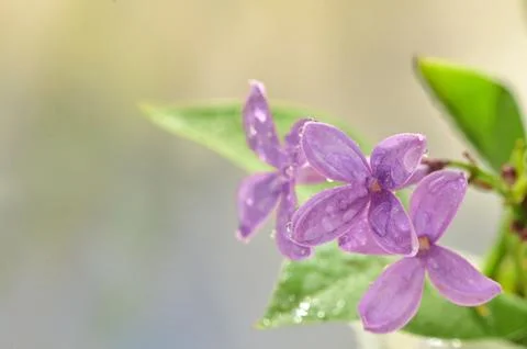 Macro of spring lilac flowers Stock Photos