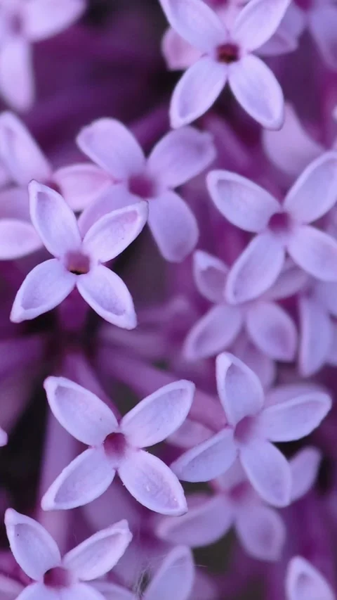 Macro of spring lilac violet flowers, abstract soft floral background. Stock Footage 310262572