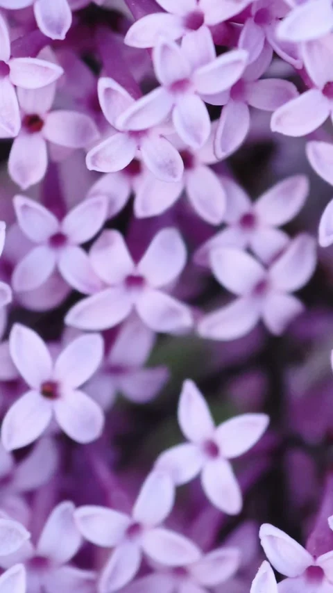 Macro of spring lilac violet flowers, abstract soft floral background. Video stock 310292303