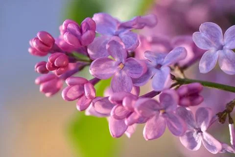 Macro of spring lilac violet flowers Stock Photos