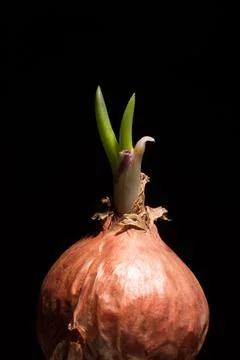 Macro Spring onions Stock Photos