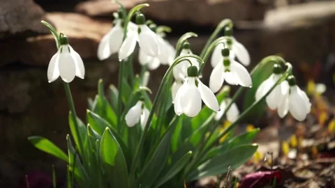 Macro spring snowdrops on the ground Stock Footage 72529592