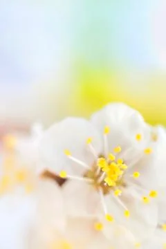 Macro of spring tree flower Stock Photos