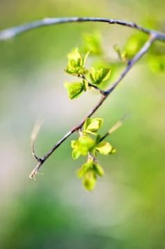 Macro spring view of tree brunch with green leaves Stock Photos