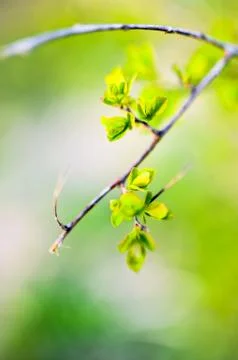 Macro spring view of tree brunch with green leaves Foto stock