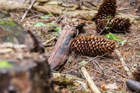 Macro of spruce cones with thin scales, fallen on the forest floor Stock Photos