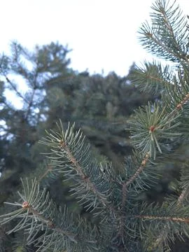 Macro Spruce Needles Close Up Image Stock Photos