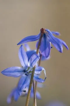 Macro squill Foto stock