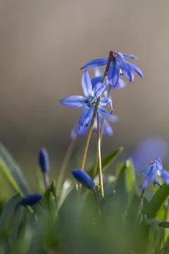 Macro squill Stock Photos