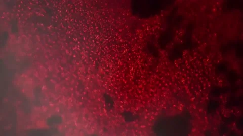 Macro static footage of red alga porphyra under microscope 200x on bright field Vídeos de archivo 211498023