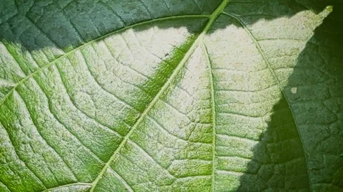 Macro static shot of a vibrant green leaf texture with detailed veins and h.. Stock Footage 337582988