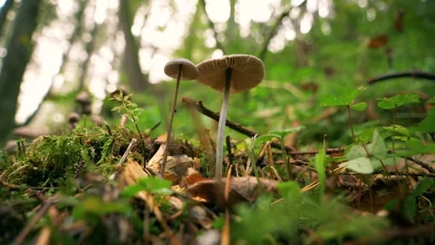 Macro static shot of wild mushrooms growing on forest floor Stockbeeldmateriaal 330743719