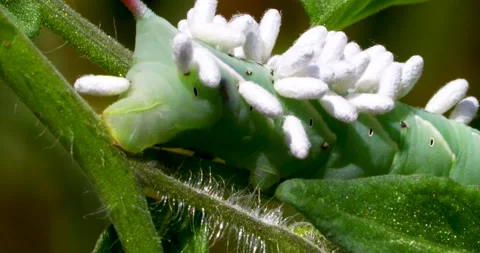 Macro static video of a Tomato Hornworm with Parasitic Braconid Wasp pupa on it Vidéo 313205662
