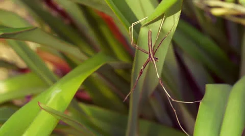 Macro Stick Spider Hanging On A Leaf Vídeos de archivo 24724127