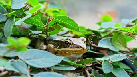Macro of Still Frog on Green Leaves Cat Ba Island Stock Footage 344016504