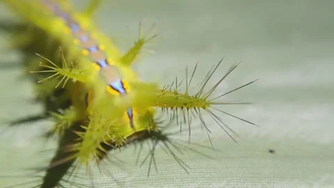Macro of stinging nettle slug caterpillar on green taro leaves Stock Footage 320495994
