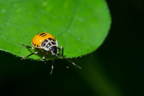 Macro Stink Bug on leaf Stock Photos