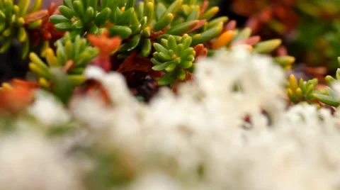 Macro stone vegetation polar leaf summer Stock Footage 40915706