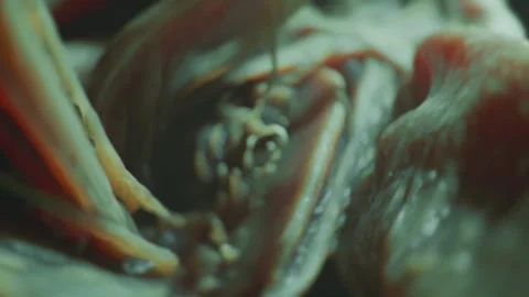 Macro of a strange organic structure, plant or alien body part, internal organs Video stock 246193957