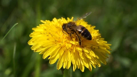 Macro of striped and spring bee Apis mellifera on dandelion Stock Footage 88443414