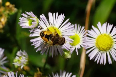 Macro striped hoverfly syrphids on a white flower Stock Photos