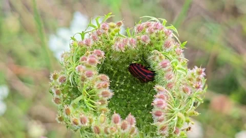 Macro of Striped Shield Bug in Flower Center Stock Footage 317074790