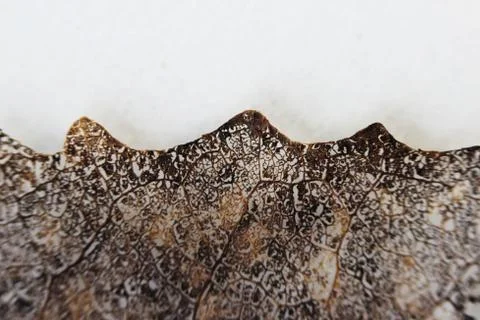 Macro structure brown delicate skeletonized leaf of Populus tremula Stock Photos