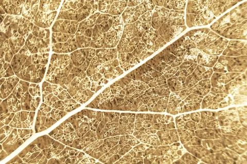 Macro structure brown delicate skeletonized leaf of Populus tremula Stock Photos