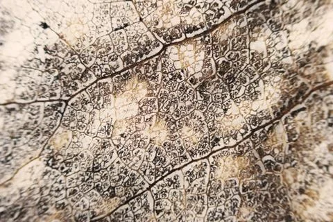 Macro structure brown delicate skeletonized leaf of Populus tremula Stock Photos