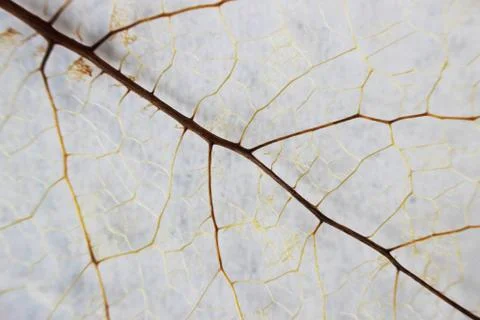 Macro structure brown delicate skeletonized leaf Stock Photos