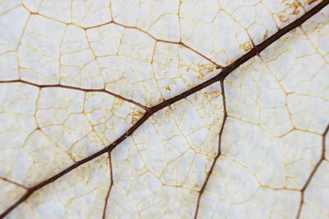 Macro structure brown delicate skeletonized leaf Stock Photos