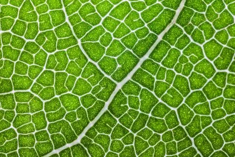 Macro structure of green Laurel leaf background Stock Photos