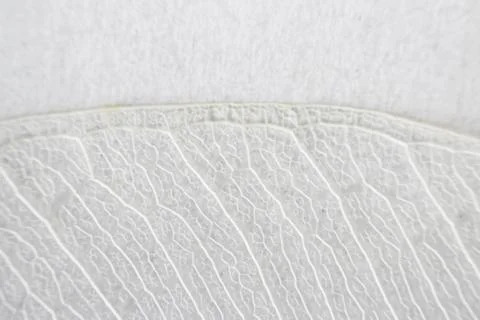 Macro structure white delicate skeletonized leaf of ficus Ficus benjamina . Foto stock