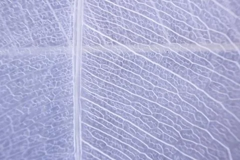 Macro structure white delicate skeletonized leaf of ficus Ficus benjamina . Stock-Fotos